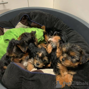 Photo №3. Chiots Champion Yorkshire Terrier disponibles. Allemagne