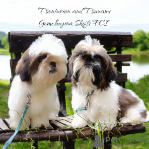 Photo №1. shih tzu - à vendre en ville de Tallinn | 700€ | Annonce №113049