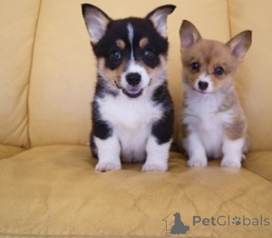 Photo №1. welsh corgi - à vendre en ville de Nördlingen | négocié | Annonce №168843
