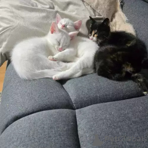 Photo №1. turc de van - à vendre en ville de Mindelheim | 380€ | Annonce № 167275