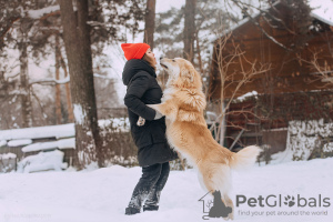 Photos supplémentaires: Le magnifique chien Norton est entre de bonnes mains.