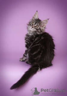Photo №2 de l'annonce № 133692 de la vente maine coon - acheter à La Lettonie éleveur