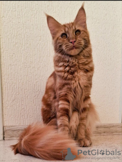 Photo №1. maine coon - à vendre en ville de Gelendzhik | 539€ | Annonce № 131881