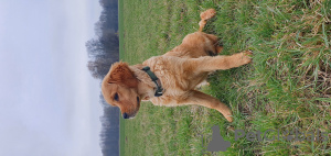 Photo №2 de l'annonce № 40297 de la vente chien bâtard - acheter à Allemagne annonce privée