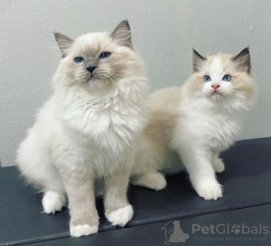 Photo №1. ragdoll - à vendre en ville de Bronxville | Gratuit | Annonce № 83560