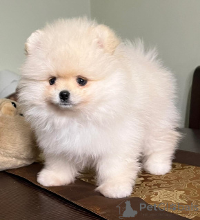 Photo №1. spitz nain - à vendre en ville de Nantes | négocié | Annonce №173308