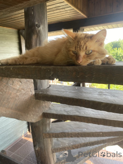 Photo №1.  - à vendre en ville de Minsk | Gratuit | Annonce № 177707