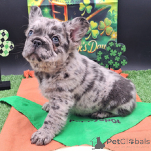 Photo №4. Je vais vendre bouledogue en ville de Munich. annonce privée - prix - négocié