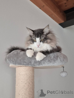 Photo №1. chat des forêts norvégiennes - à vendre en ville de Alavus | 700€ | Annonce № 169106