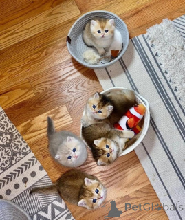 Photo №1. munchkin - à vendre en ville de Leipzig | 350€ | Annonce № 166475