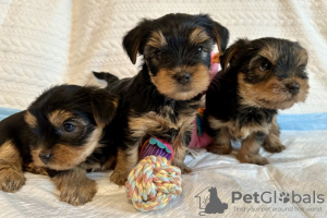 Photo №1. yorkshire terrier - à vendre en ville de New york | 284€ | Annonce №112307