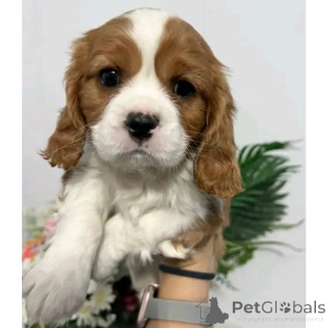 Photo №3. Cavalier King Charles Welpen Zur Adoption. Allemagne