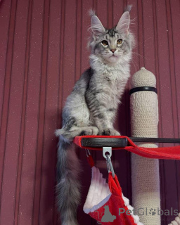 Photo №4. Je vais vendre maine coon en ville de Aston. éleveur - prix - 2500€