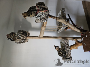 Photo №3. Bengal Kittens WCF Pedigree. La croatie