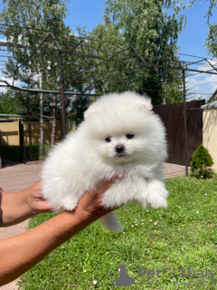 Photos supplémentaires: Chiots Spitz de Poméranie,