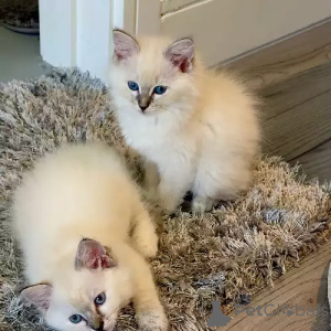 Photo №1. ragdoll - à vendre en ville de Lumière | 380€ | Annonce № 167258