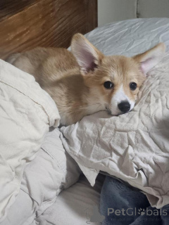 Photo №1. welsh corgi - à vendre en ville de Batumi | négocié | Annonce №170568
