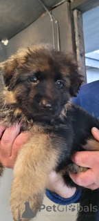 Photo №1. berger allemand - à vendre en ville de Californie | 484€ | Annonce №159369