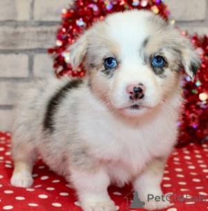 Photo №4. Je vais vendre welsh corgi en ville de Milan. éleveur - prix - 600€