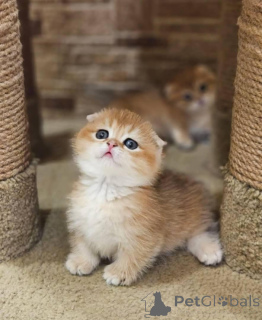 Photo №2 de l'annonce № 138361 de la vente munchkin - acheter à USA annonce privée