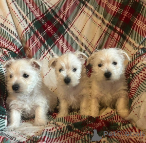 Photo №2 de l'annonce № 172892 de la vente basset hound - acheter à République Dominicaine annonce privée