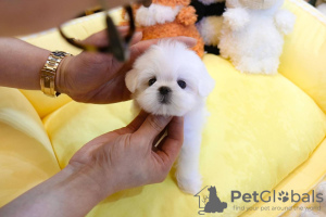 Photo №1. bichon maltais - à vendre en ville de Stockholm | Gratuit | Annonce №84883