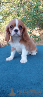 Photo №1. cavalier king charles spaniel - à vendre en ville de Kiev | 757€ | Annonce №114056