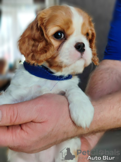 Photo №2 de l'annonce № 92313 de la vente cavalier king charles spaniel - acheter à Fédération de Russie annonce privée
