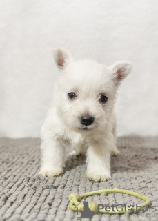 Photo №2 de l'annonce № 92130 de la vente west highland white terrier - acheter à La Moldavie de la fourrière