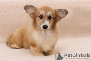 Photo №2 de l'annonce № 12239 de la vente welsh corgi - acheter à Ukraine éleveur