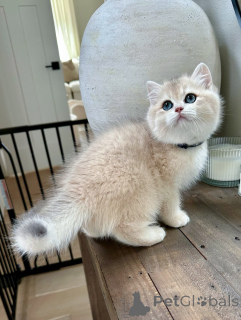 Photo №1. british shorthair - à vendre en ville de Hinwill | négocié | Annonce № 152478