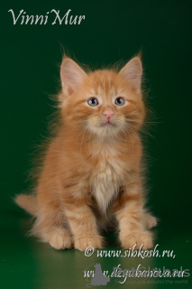 Photos supplémentaires: Chaton sibérien Ognedar