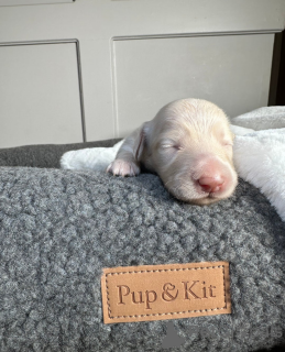 Photo №1. teckel - à vendre en ville de Tartu | 339€ | Annonce №161333