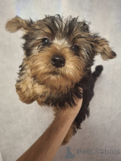 Photo №3. Chiots Yorkshire Terrier de race pure. . La finlande