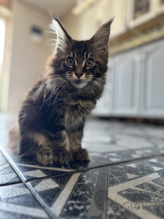 Photo №1. maine coon - à vendre en ville de Benidorm | 420€ | Annonce № 138049