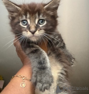 Photo №4. Je vais vendre maine coon en ville de Détamas.  - prix - 900€