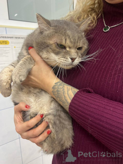 Photo №3. Un beau gros chat gris nommé Kotya s'installe.. Fédération de Russie