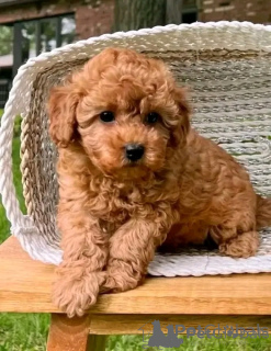 Photo №2 de l'annonce № 157887 de la vente caniche (jouet) - acheter à Slovaquie 