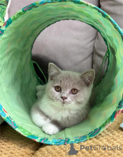 Photo №1. british shorthair - à vendre en ville de Affalterbach | 300€ | Annonce № 151544