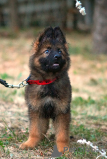 Photos supplémentaires: Chiot. Berger allemand.