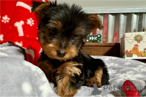 Photo №1. chien bâtard - à vendre en ville de Arrondissement de Berchtesgaden-Campagne | négocié | Annonce №155845