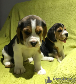 Photo №1. beagle - à vendre en ville de Гамбург | Gratuit | Annonce №95908