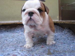 Photo №1. bulldog anglais - à vendre en ville de Volos | négocié | Annonce №129953