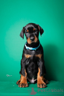 Photos supplémentaires: Chiots Doberman à vendre