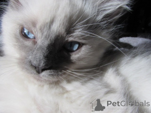 Photo №4. Je vais vendre ragdoll en ville de Charleston. éleveur - prix - 581€