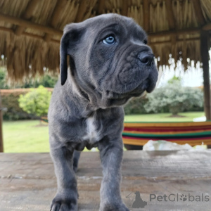Photo №3. Des chiots Cane Corso espiègles prêts à remplir votre maison de joie. Pologne