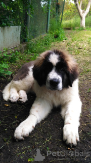 Photo №4. Je vais vendre chien de garde de moscou en ville de Odessa. éleveur - prix - négocié