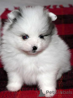 Photo №1. spitz nain - à vendre en ville de Rapperswil-Jona | Gratuit | Annonce №140242