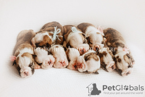 Photo №2 de l'annonce № 9753 de la vente bulldog anglais - acheter à Fédération de Russie de la fourrière