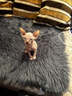 Photo №1. sphynx - à vendre en ville de Monheim | 350€ | Annonce № 148381